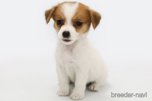 成約済の神奈川県のジャックラッセルテリア-305798の1枚目